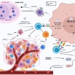 What is the success rate of immunotherapy for prostate cancer