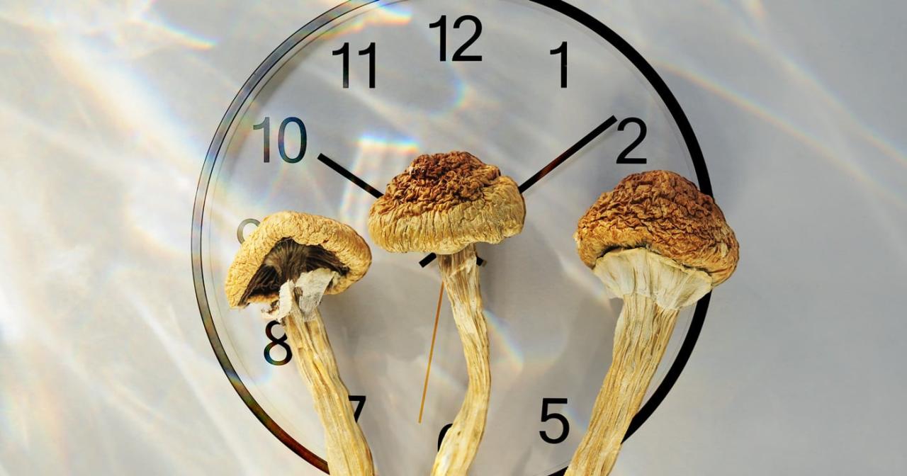 How long does a shroom trip last